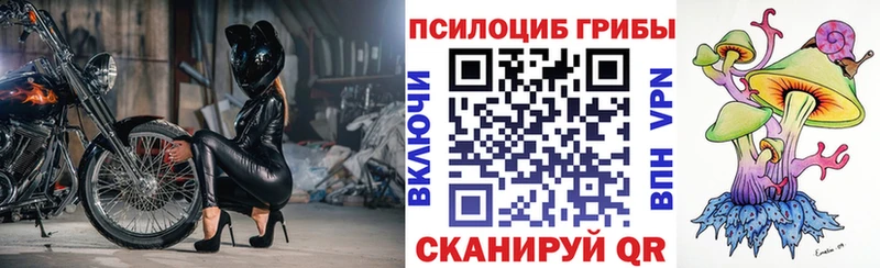 где найти   Кольчугино  OMG маркетплейс  Псилоцибиновые грибы GOLDEN TEACHER 