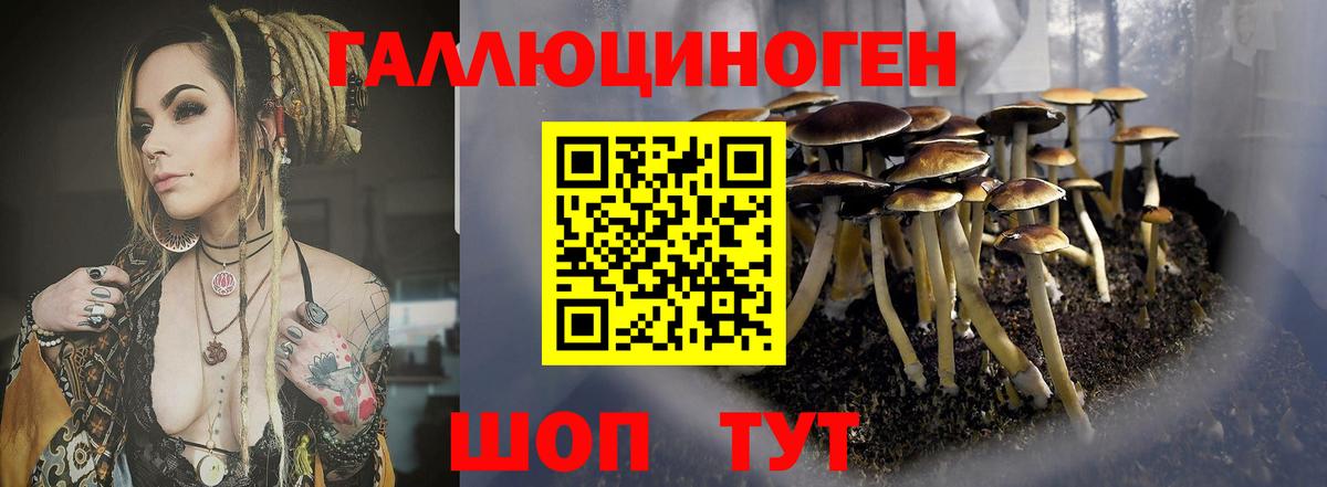 купить наркотики сайты  Кольчугино  Псилоцибиновые грибы GOLDEN TEACHER 